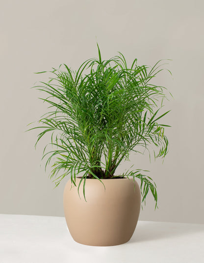  Large Pygmy Date Palm