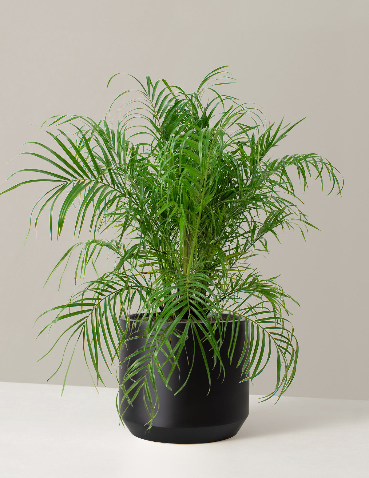  Large Pygmy Date Palm