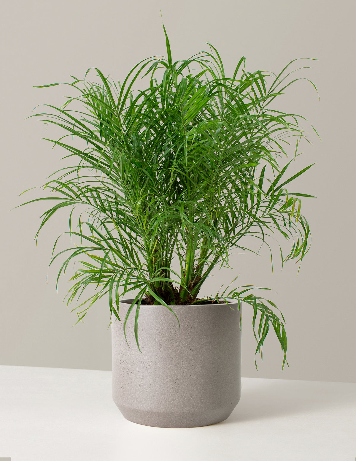  Large Pygmy Date Palm