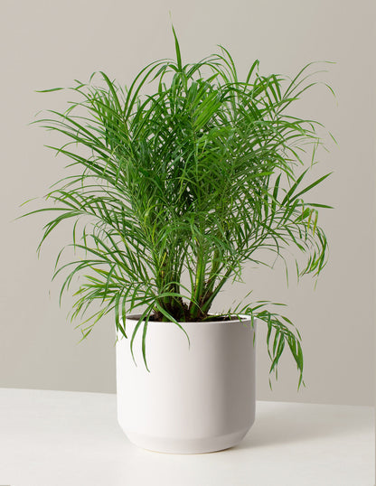  Large Pygmy Date Palm