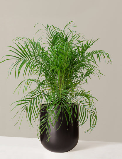  Large Pygmy Date Palm