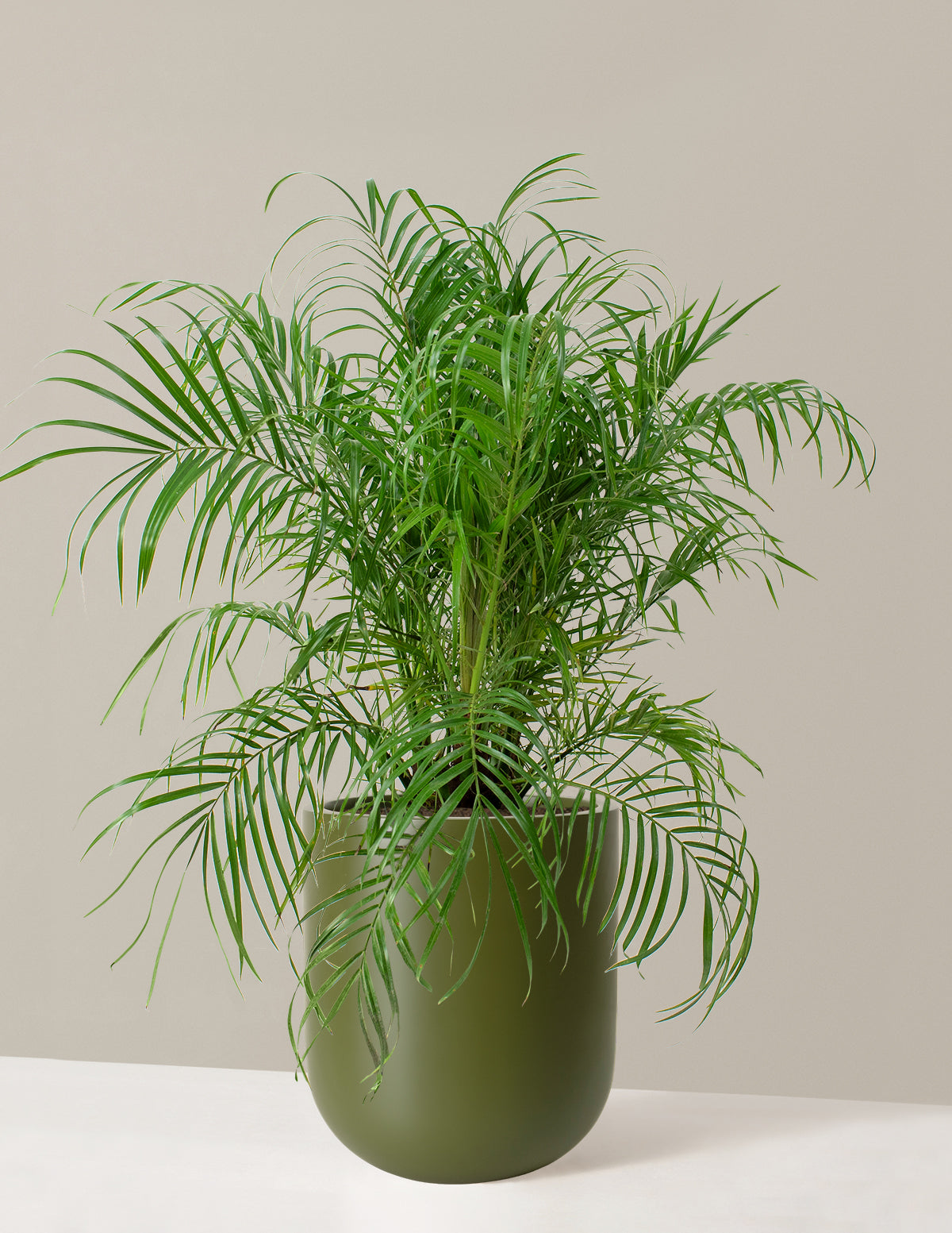  Large Pygmy Date Palm