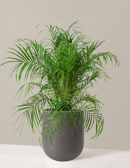  Large Pygmy Date Palm