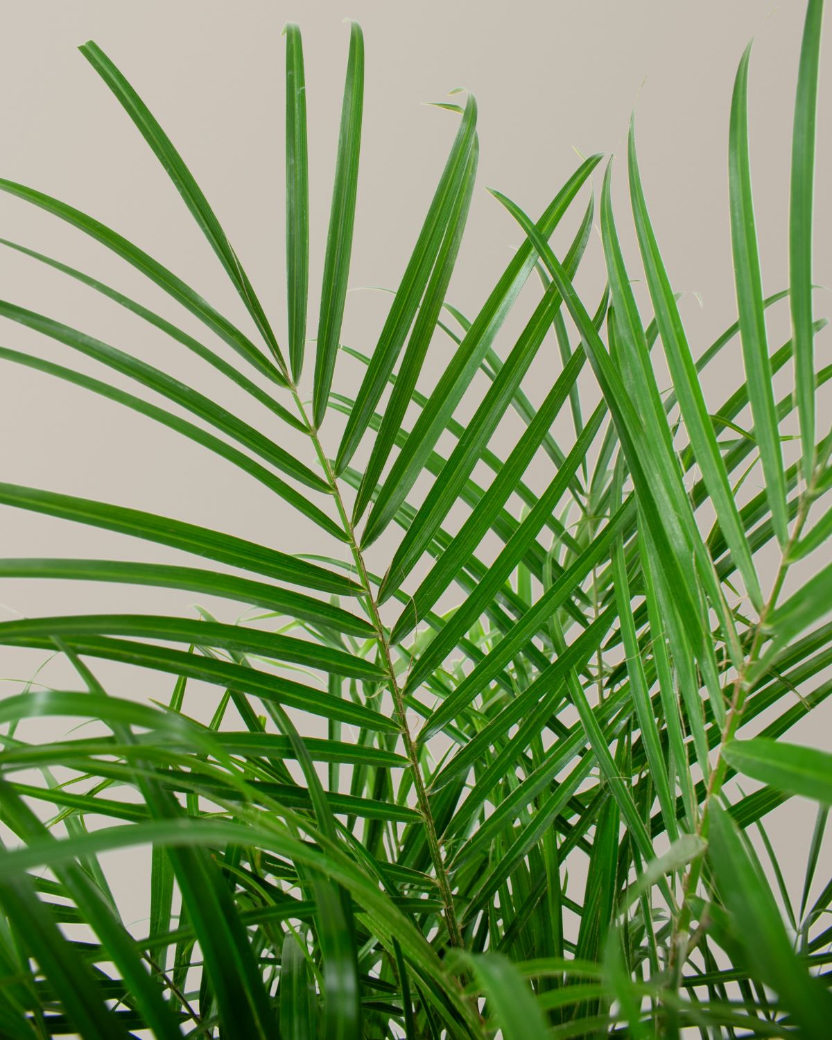  Large Pygmy Date Palm