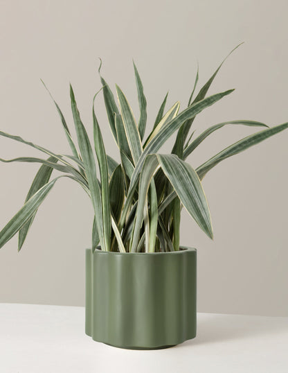  Large Snake Sayuri