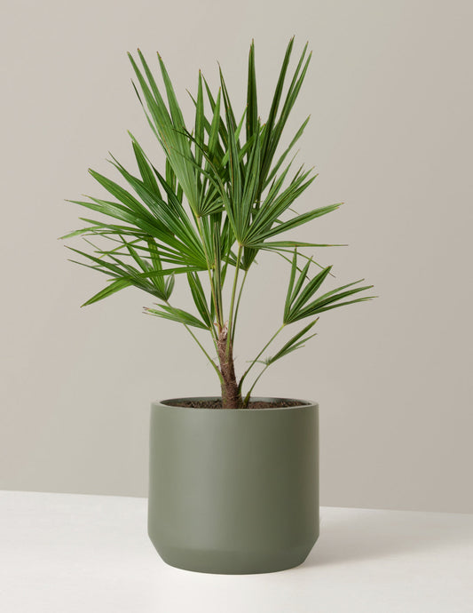  Large Windmill Palm