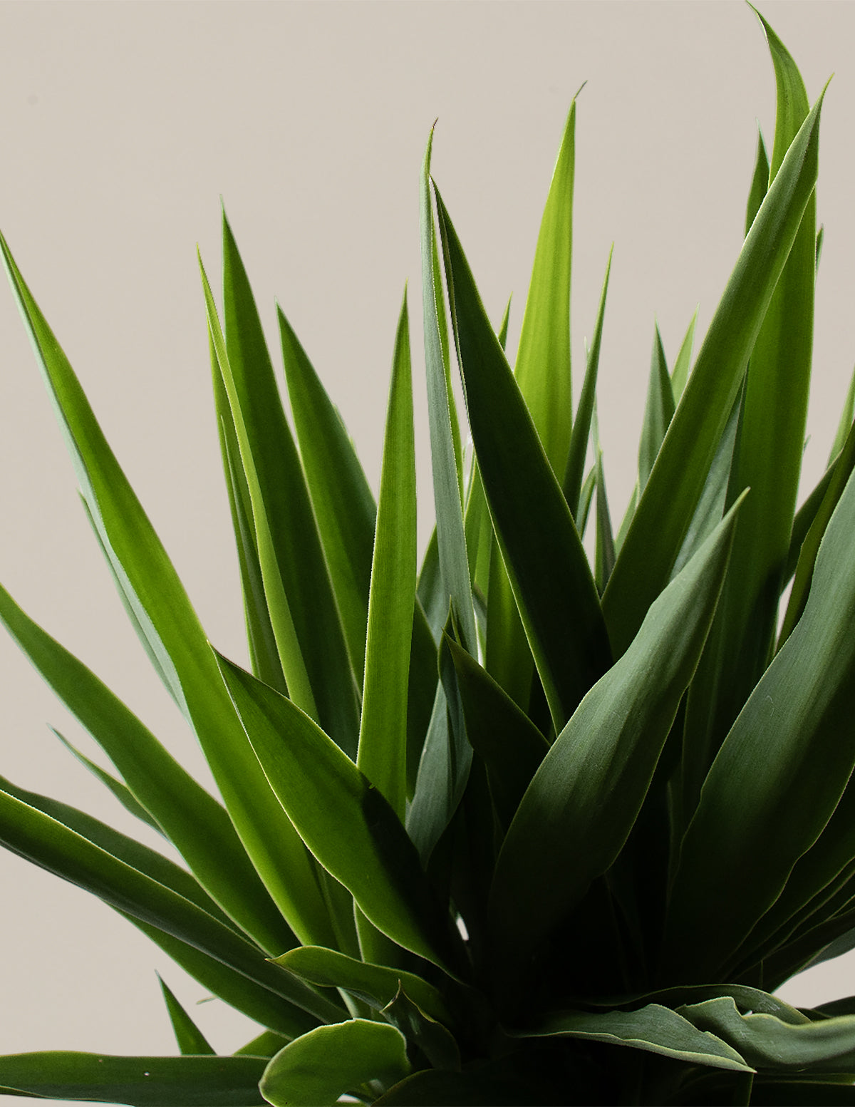  Large Yucca Plant
