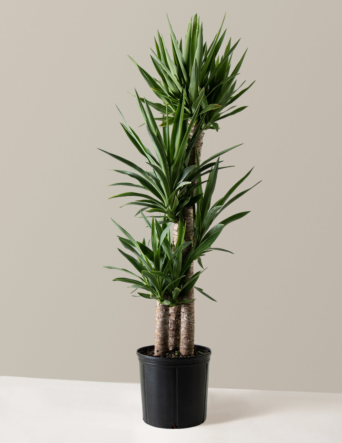  Large Yucca Plant