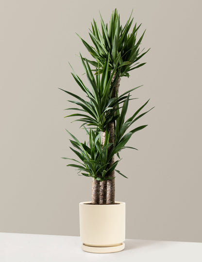  Large Yucca Plant