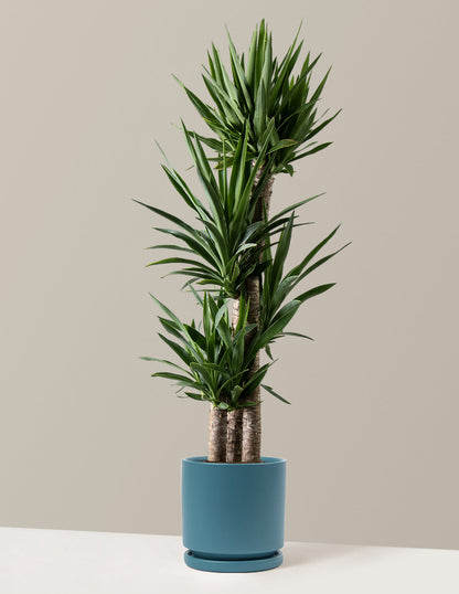  Large Yucca Plant