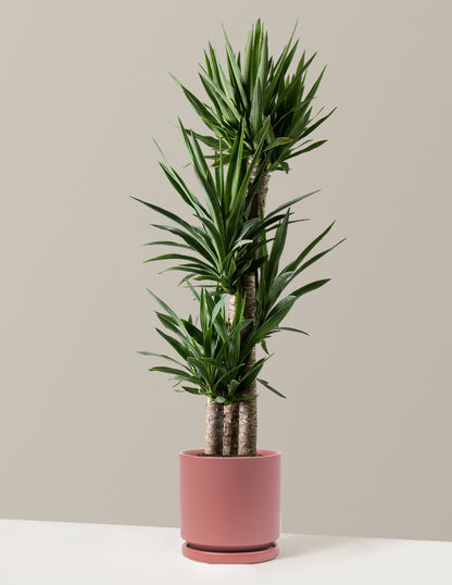 Large Yucca Plant