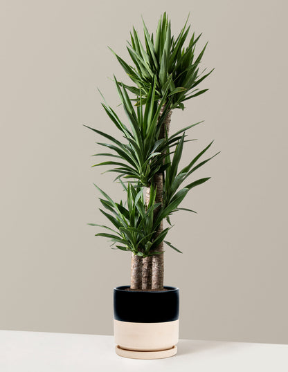  Large Yucca Plant