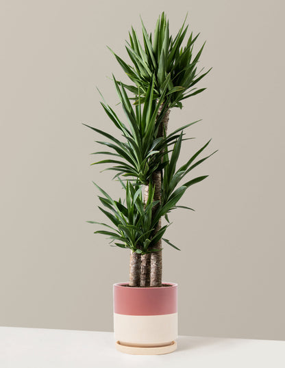  Large Yucca Plant