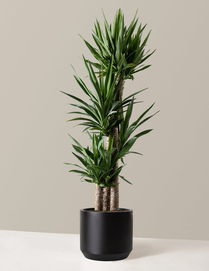  Large Yucca Plant