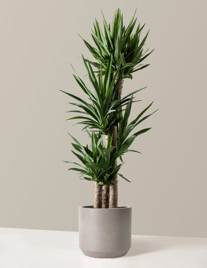  Large Yucca Plant