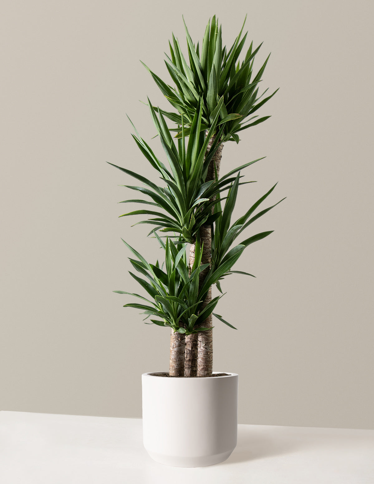  Large Yucca Plant