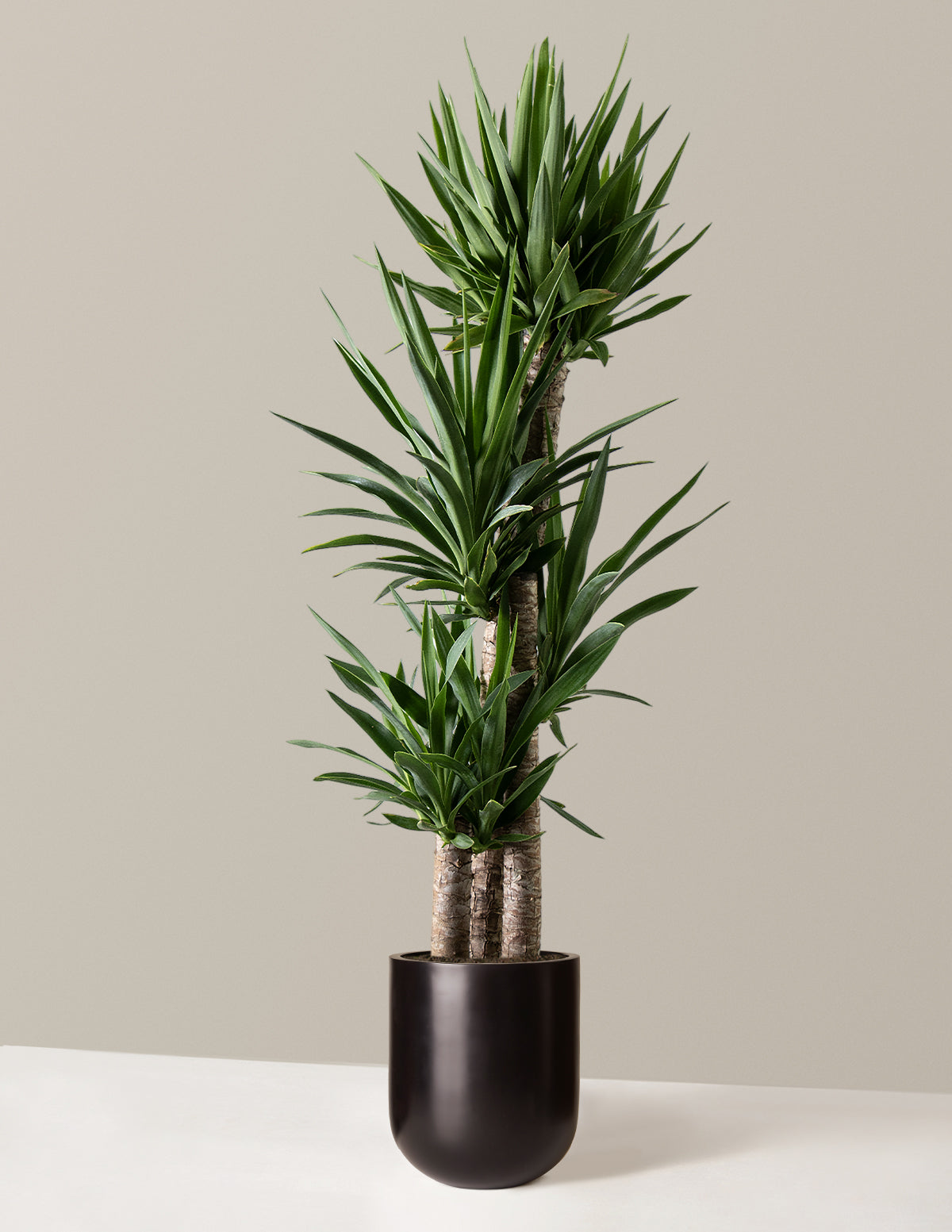  Large Yucca Plant