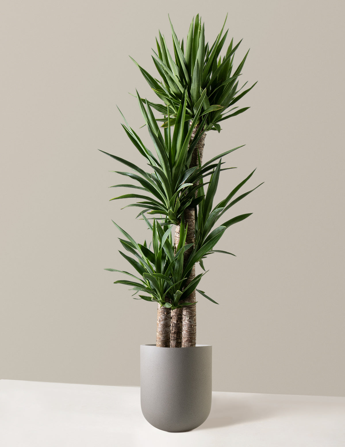 Large Yucca Plant