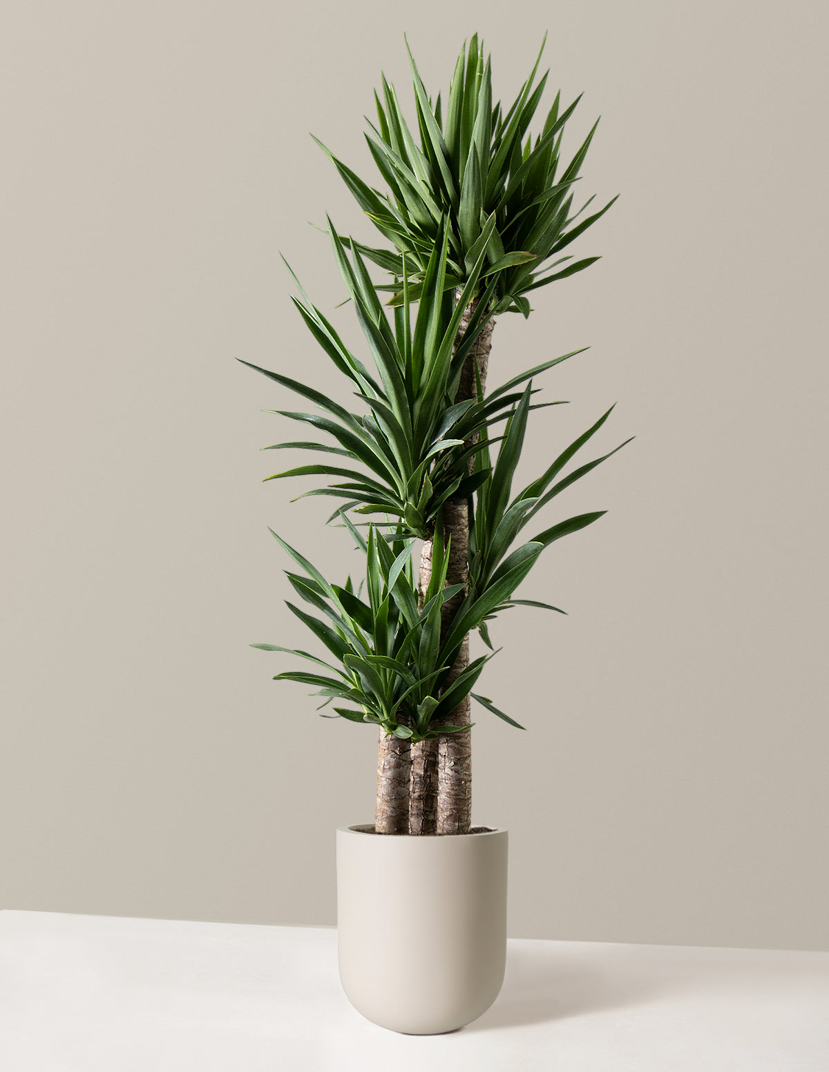  Large Yucca Plant