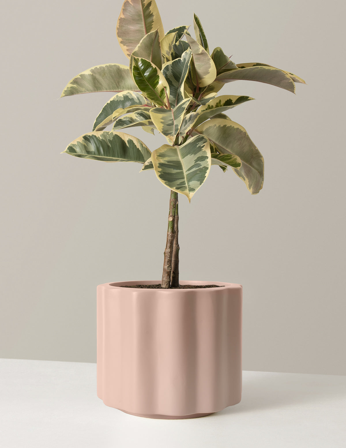  Large Ficus Tineke Tree