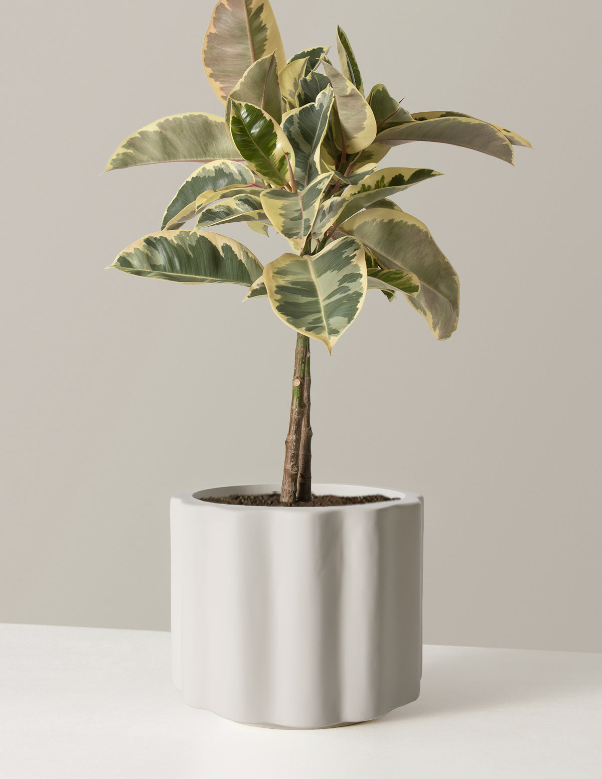  Large Ficus Tineke Tree