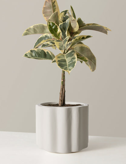  Large Ficus Tineke Tree