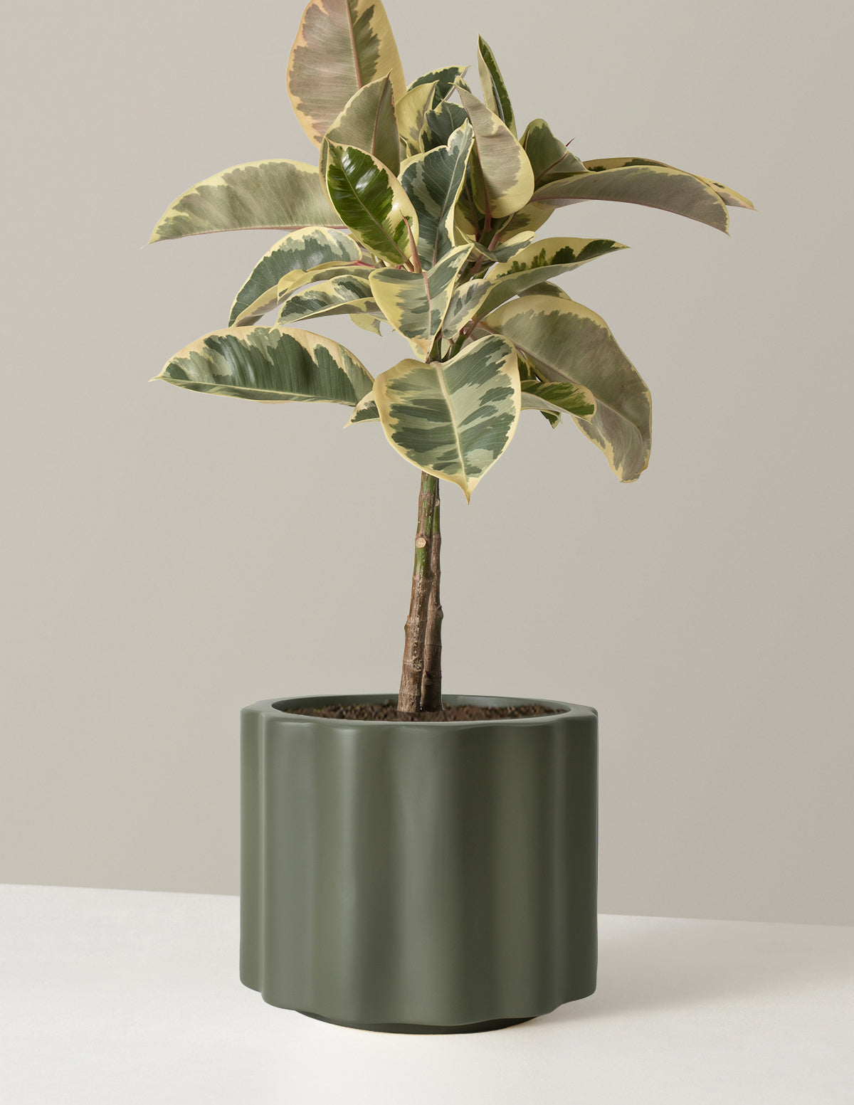  Large Ficus Tineke Tree