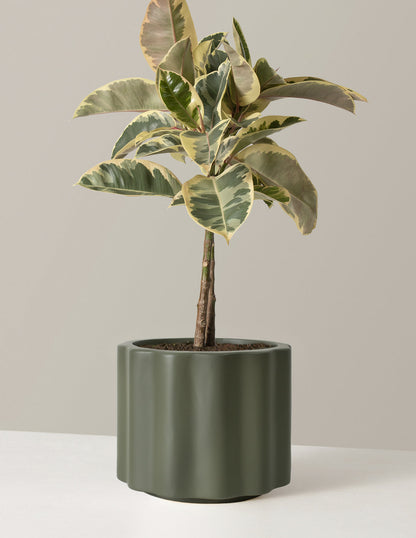  Large Ficus Tineke Tree