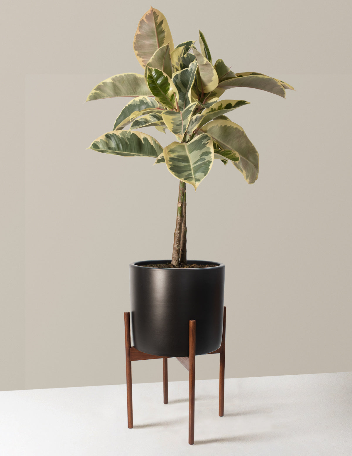  Large Ficus Tineke Tree
