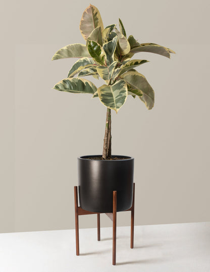  Large Ficus Tineke Tree