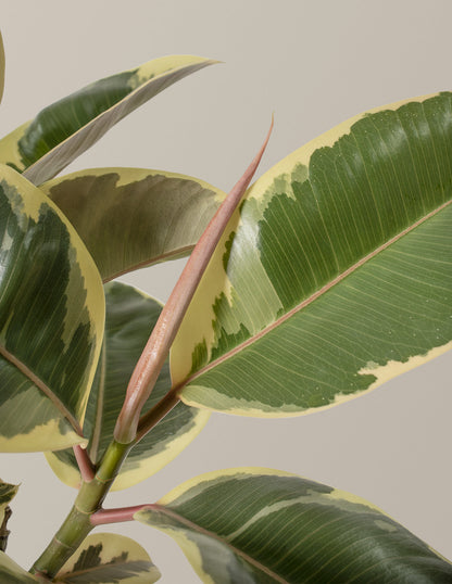  Large Ficus Tineke Tree