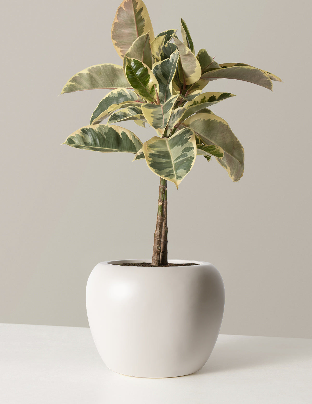  Large Ficus Tineke Tree