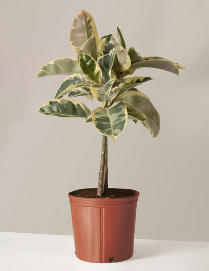  Large Ficus Tineke Tree