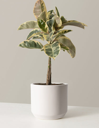  Large Ficus Tineke Tree