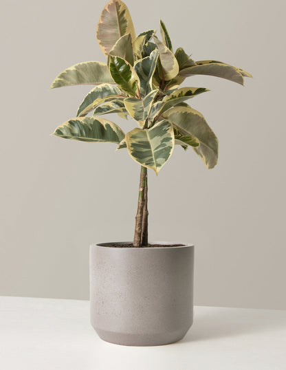  Large Ficus Tineke Tree