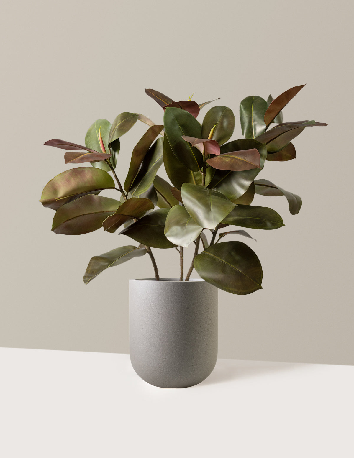  Faux Rubber Tree