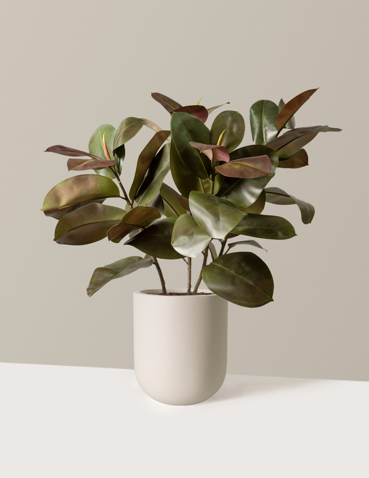  Faux Rubber Tree