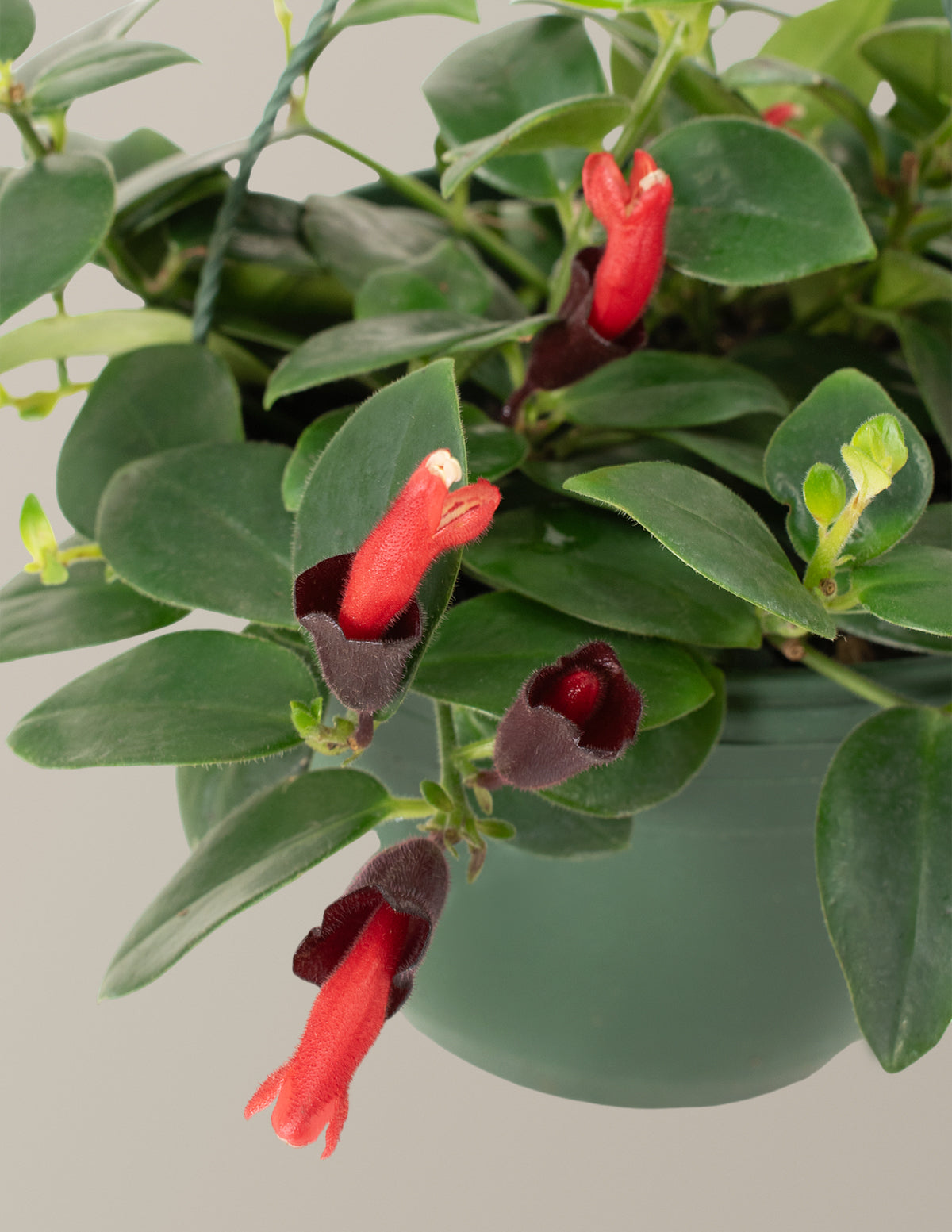  Lipstick Plant Hanging Basket