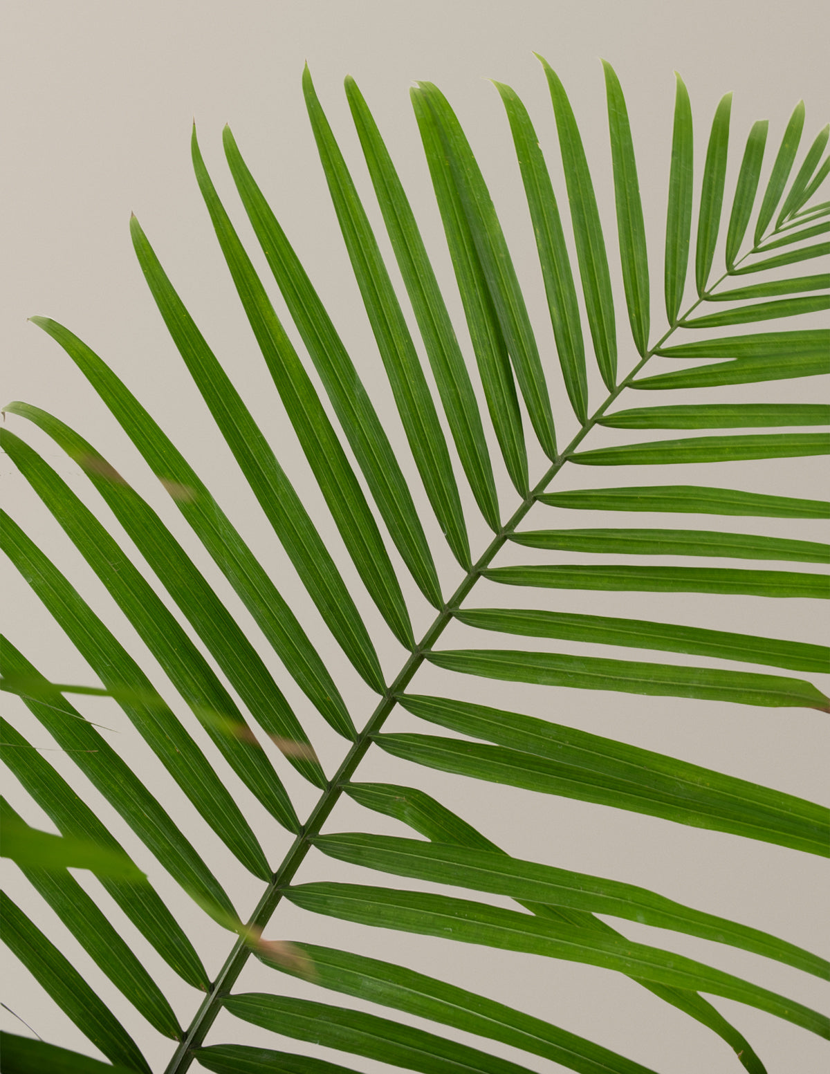  Large Majesty Palm