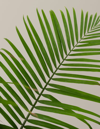  Large Majesty Palm