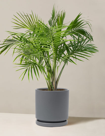  Large Majesty Palm