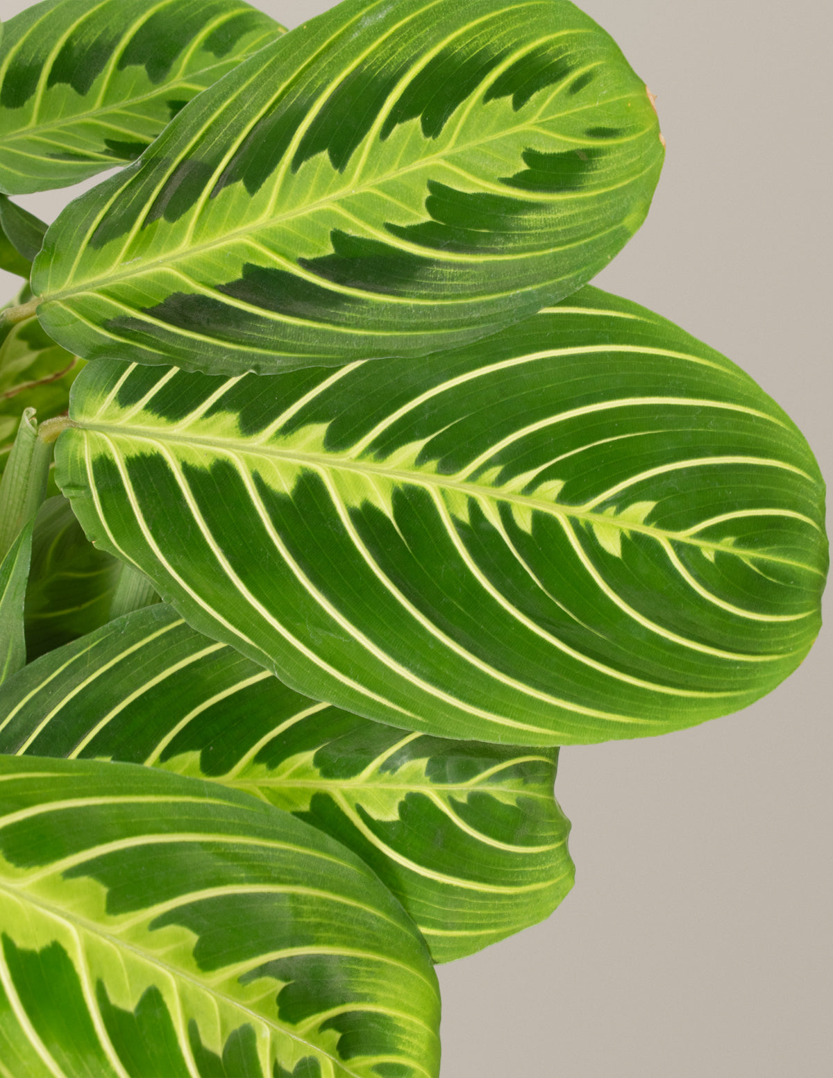  Maranta Lemon Lime