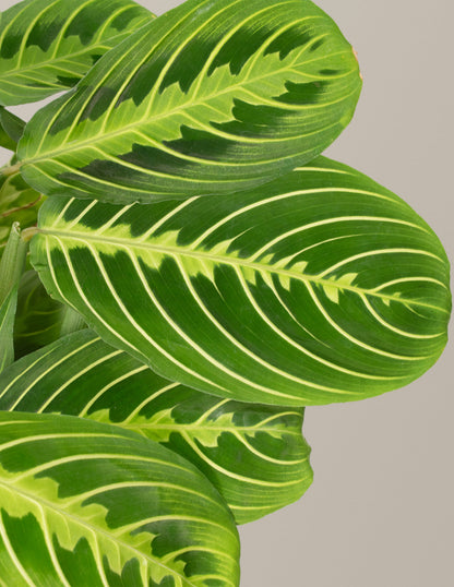  Maranta Lemon Lime