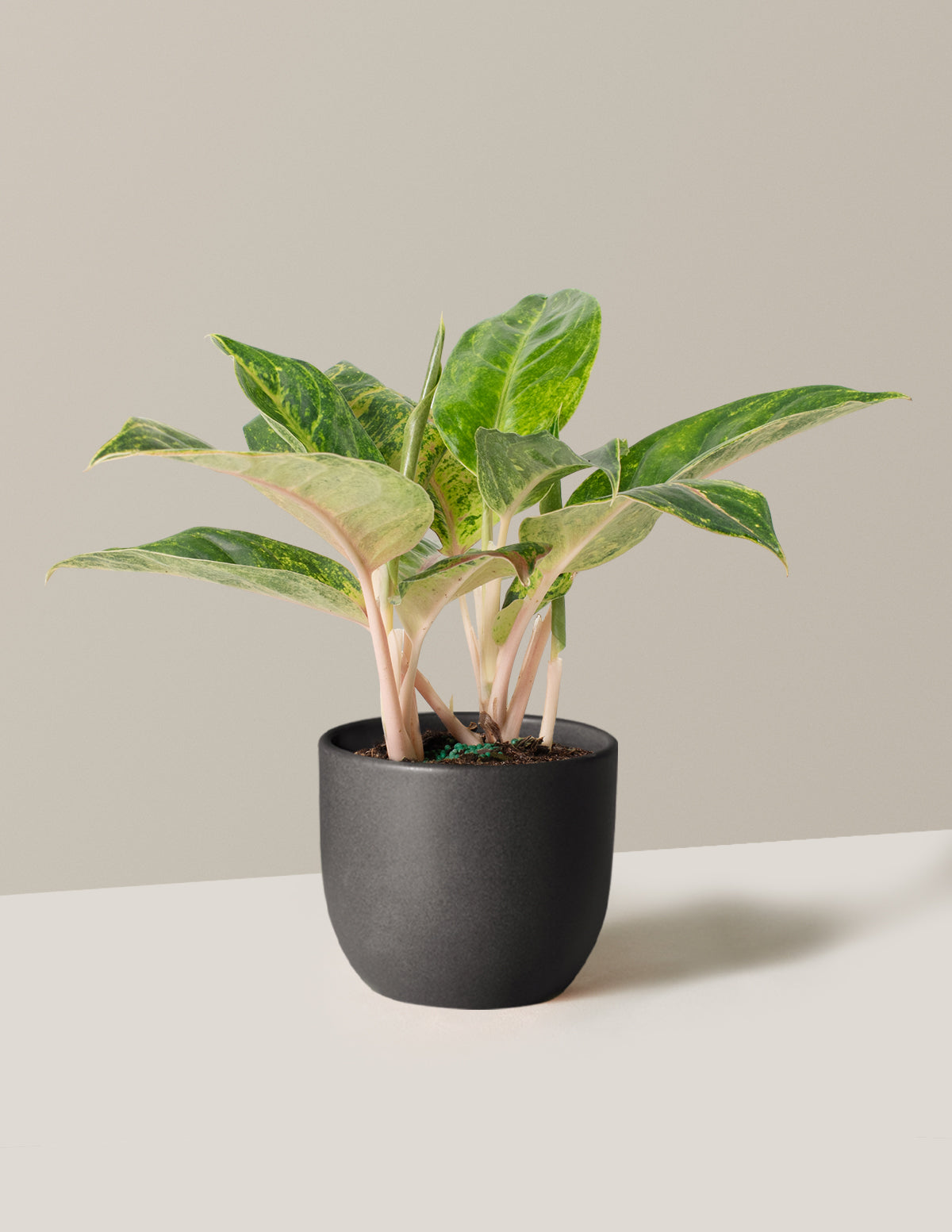  Aglaonema Green Papaya