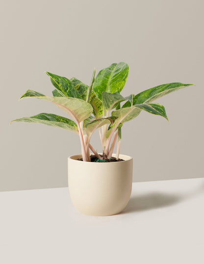  Aglaonema Green Papaya