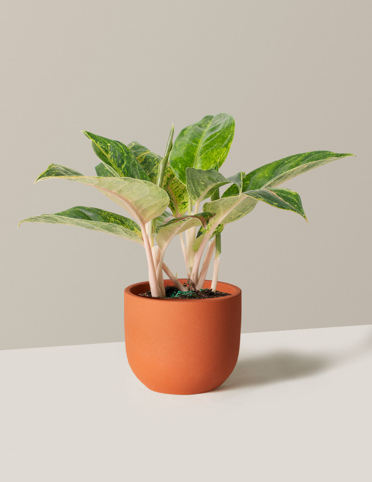  Aglaonema Green Papaya