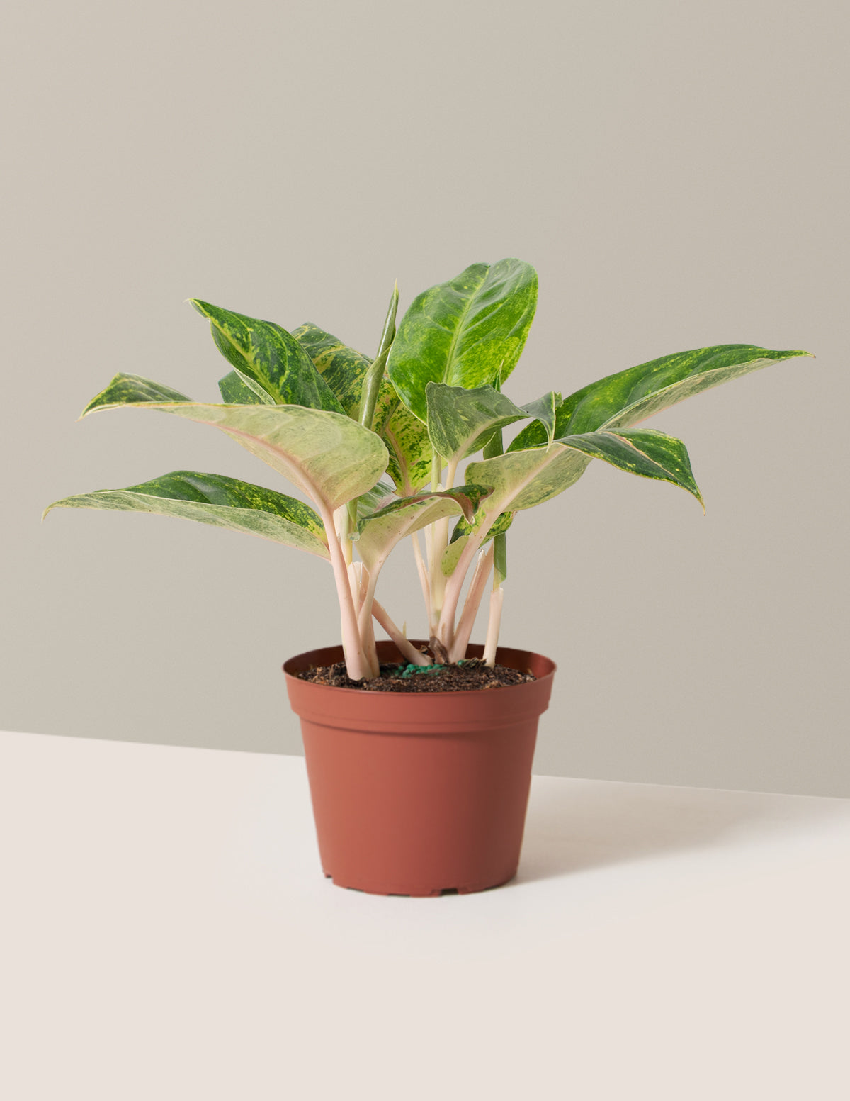 Aglaonema Green Papaya