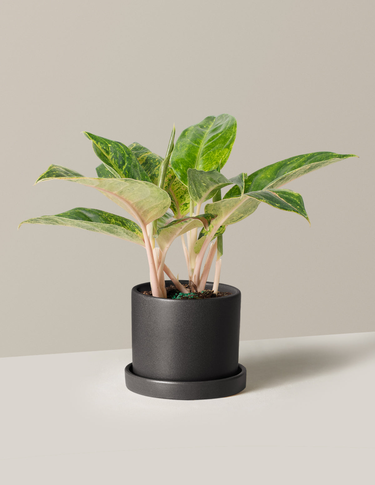  Aglaonema Green Papaya