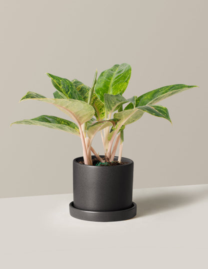  Aglaonema Green Papaya