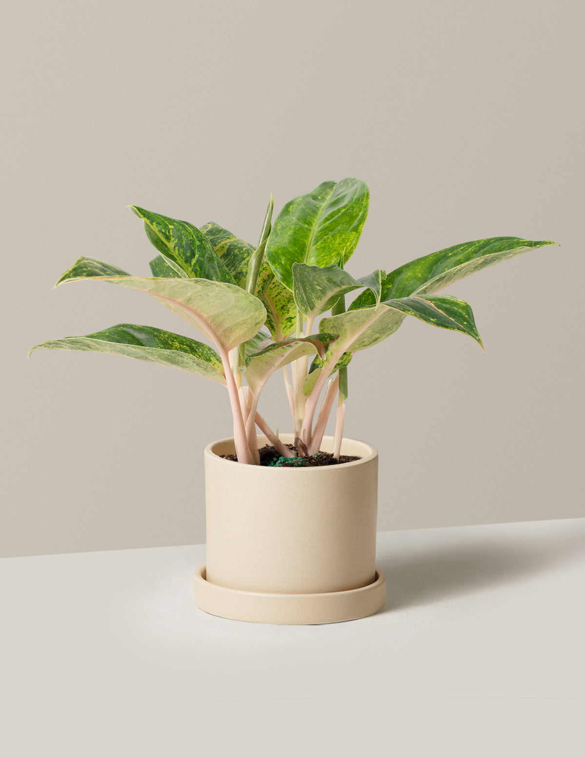  Aglaonema Green Papaya
